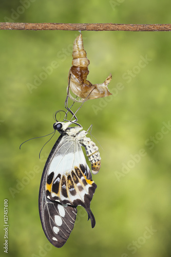 Banded swallowtail butterfly (Papilio demolion) emerging from ch photo