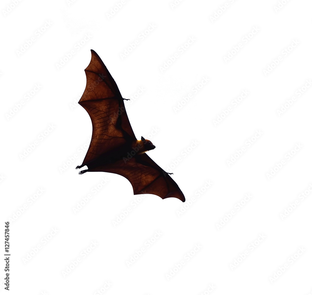 Fototapeta premium flying fox - huge bat isolated on white background