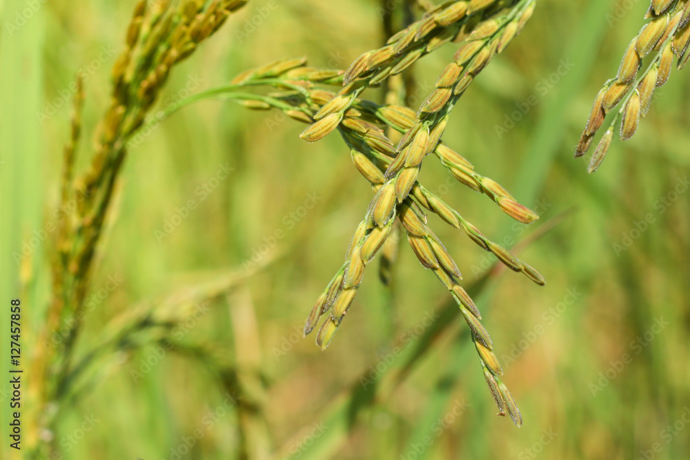Fresh rice with green leaves background close up Fresh rice with green leaves background close up