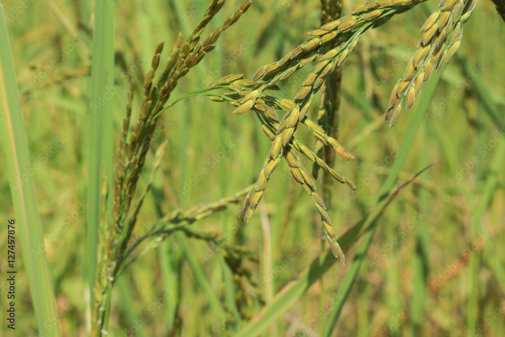 Fresh rice with green leaves background close up Fresh rice with green leaves background close up