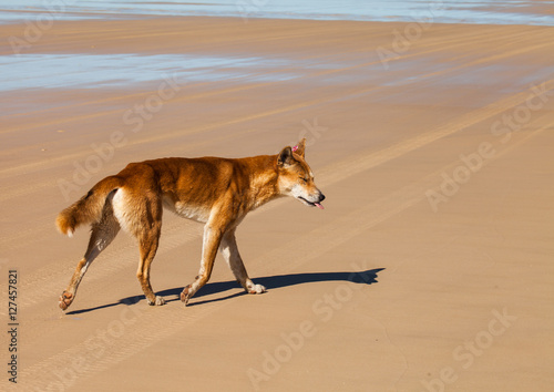 dingo in australia