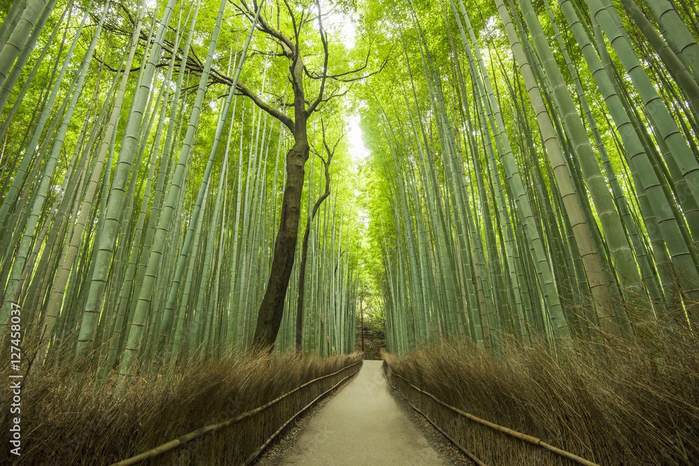 Fototapeta premium Path of Bamboo, Arashiyama, Kyoto, Japan