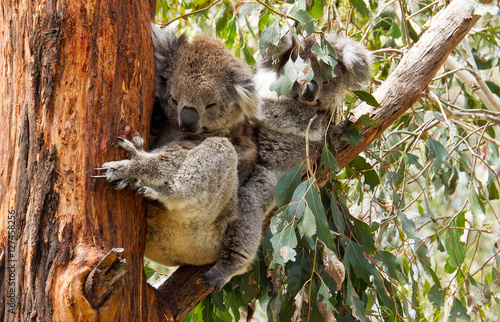 Close up of Koalas on eucalyptus tree