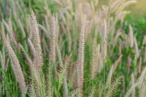 Abstract soft blurred of Pennisetum pedicellatum, desho grass, desho,Paragrass, buffalograss, panicum grass,Brachiaria mutica, grass dancing in the breeze. photo