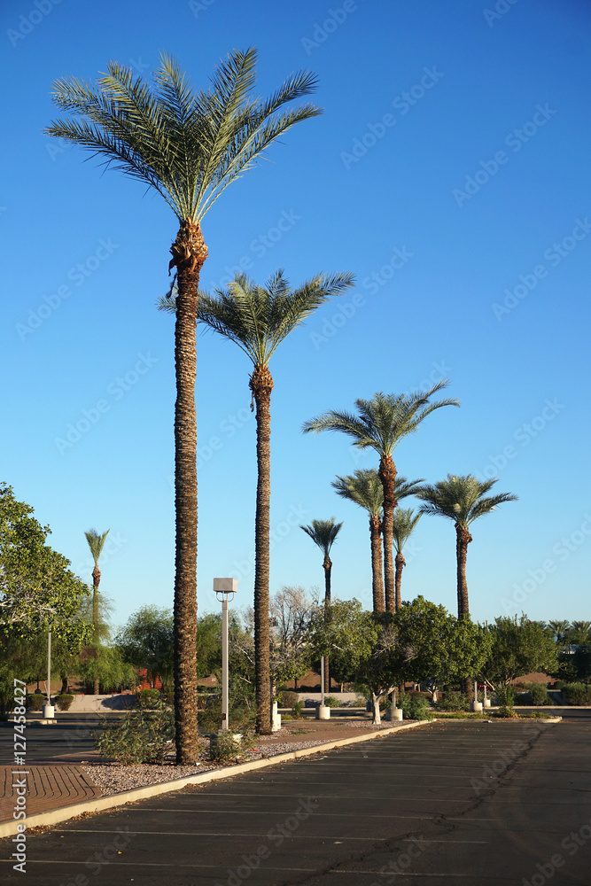 empty parking area outdoor with palm trees in Phoenix