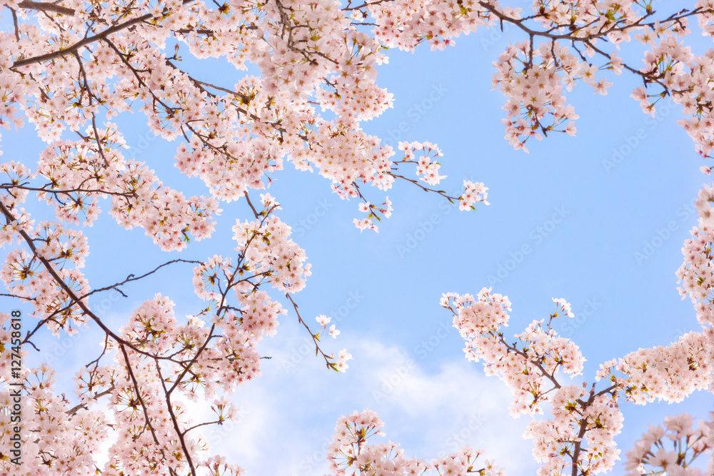 Obraz premium 桜と空