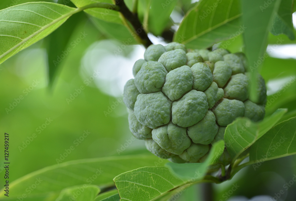 Custard apples Custard apples