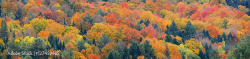 Fall Foliage background © rabbit75_fot