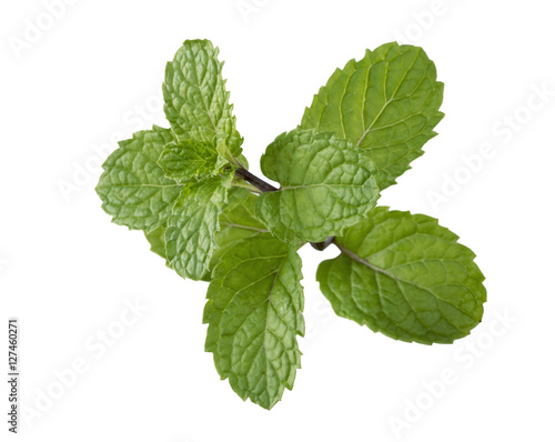 peppermint leaf isolated on white background