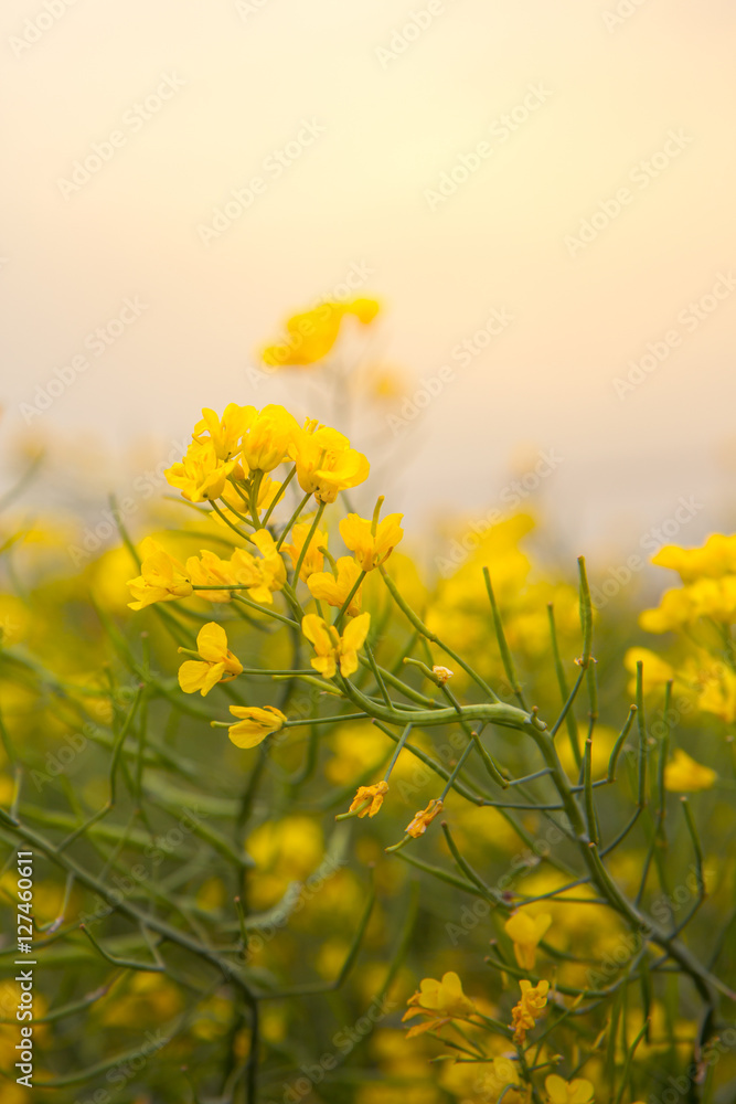 Fototapeta premium Canola flower
