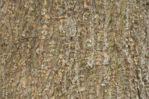 Close-up surface of bark on the tree