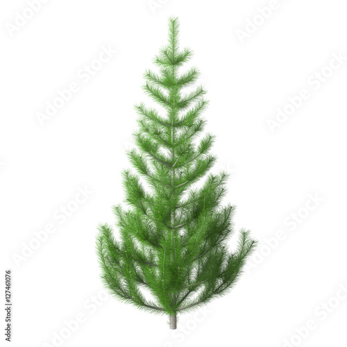 Young pine tree with bright green needles, isolated on white background with clipping path included. Undecorated Christmas tree. 3D rendering. © dolennen