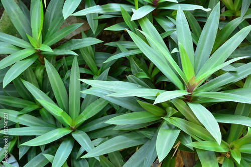 Green plats closeup.