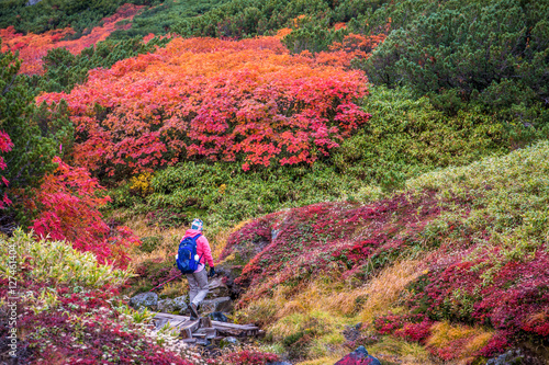 Woman walking among autumn colors on hiking trail in Daisetsuzan National Park, Hokkaido, Japan.