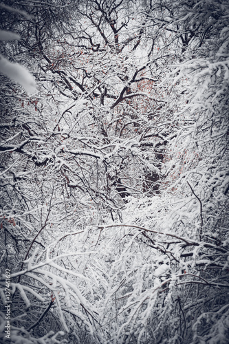 Snow-covered trees plants forest in winter filter, effect. Natural winter Christmas New Year background. Woodland snow under. photo