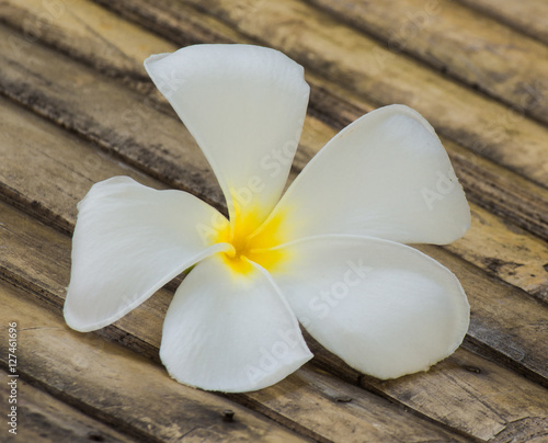 Closeup shot of white whith yellow petal plumeria on bamboo table.