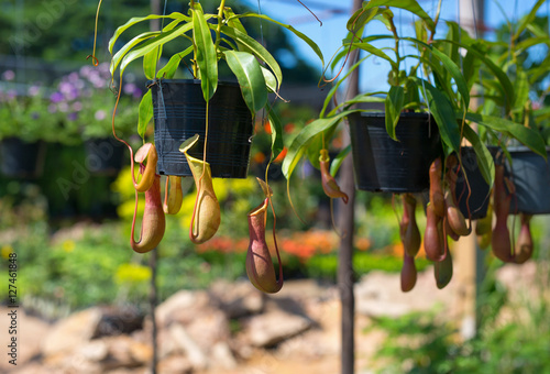 Fototapeta Naklejka Na Ścianę i Meble -  Insectivorous plants Nepenthes Ampullaria  and sunlight, Thailan