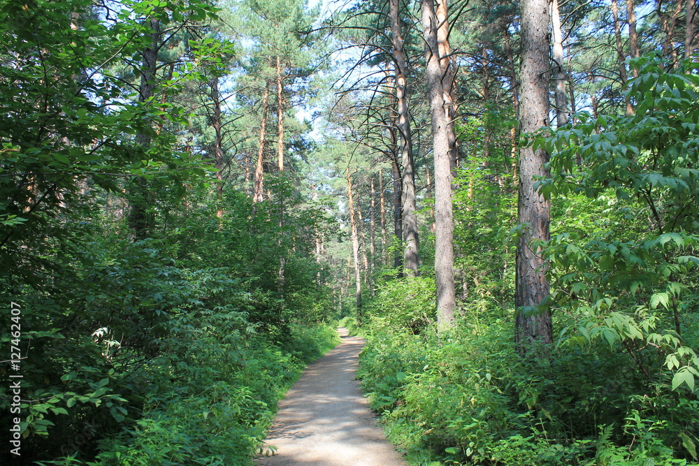 Fototapeta premium forest