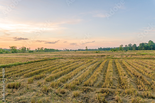 Beautiful background of dry rice paddy field after havest at evening sunlight. arid rice field after harvest with a trees and the sunset, twilight sky background.