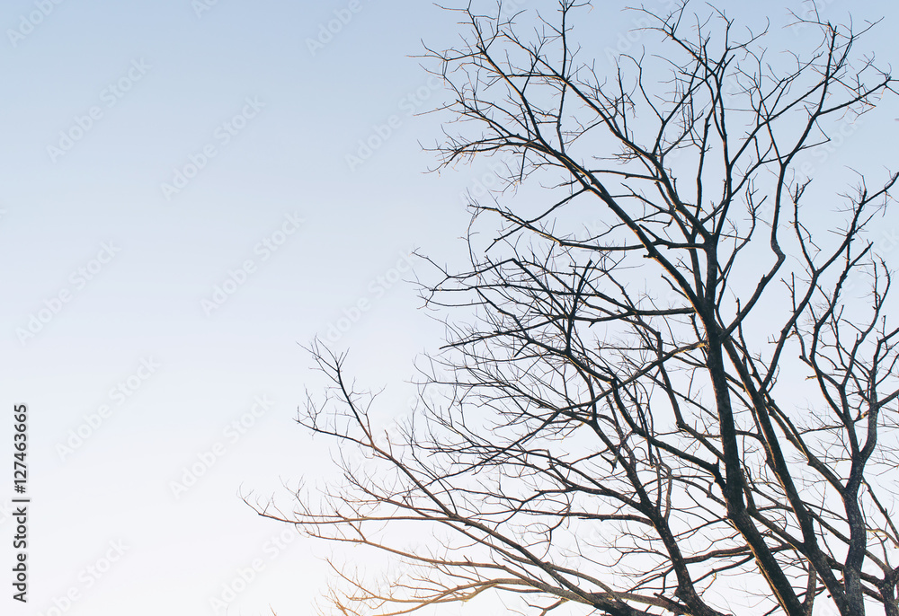 Twigs colorful background.silhouette background. Twigs colorful background.silhouette background.