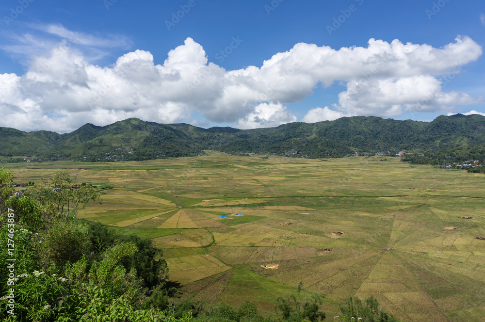 Naklejka premium Lingko spider web rice fields, Cancar, Ruteng, Flores, Indonesia