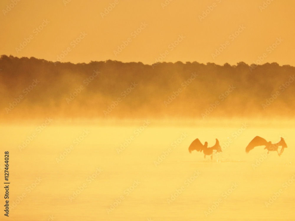 birds in the misty morning fog birds in the misty morning fog