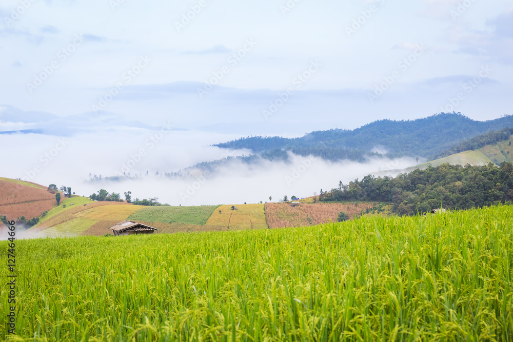 rice field scenery with morning fog