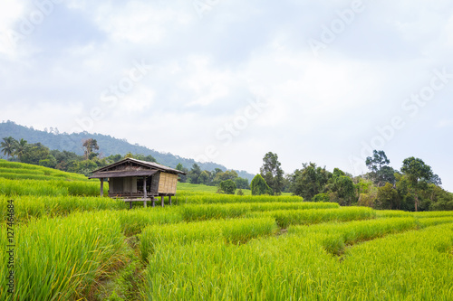 rice field scenery with morning fog