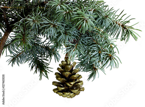 Fir tree branch isolated on white background with gold pine cone close up. New Year and Christmas blank template. Big white copyspace place for text or logo.