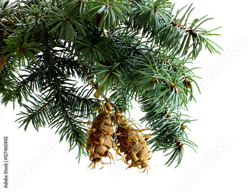 Fir tree branch isolated on white background with pine cone in top frame corner. New Year and Christmas blank template. Big white copyspace place for text or logo.