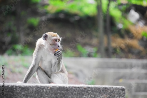 monkey selective focus in nature © pramot48