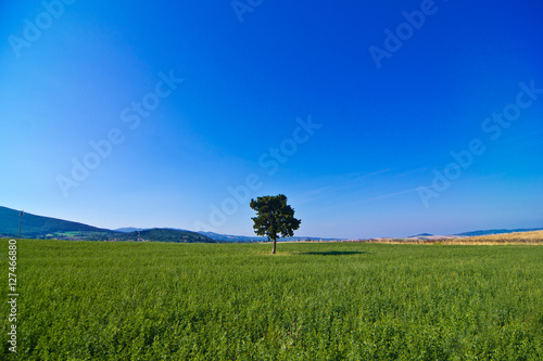 isolated tree in the green countryside