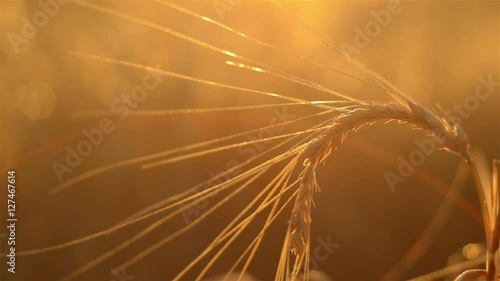 Barley head bathing in light from the setting sun