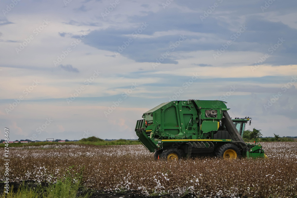 Fototapeta premium Cotton Field Machine
