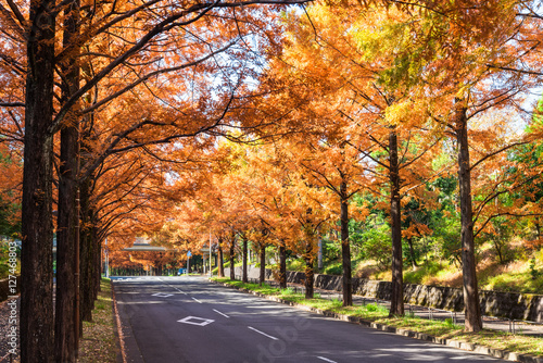秋のメタセコイアの並木道