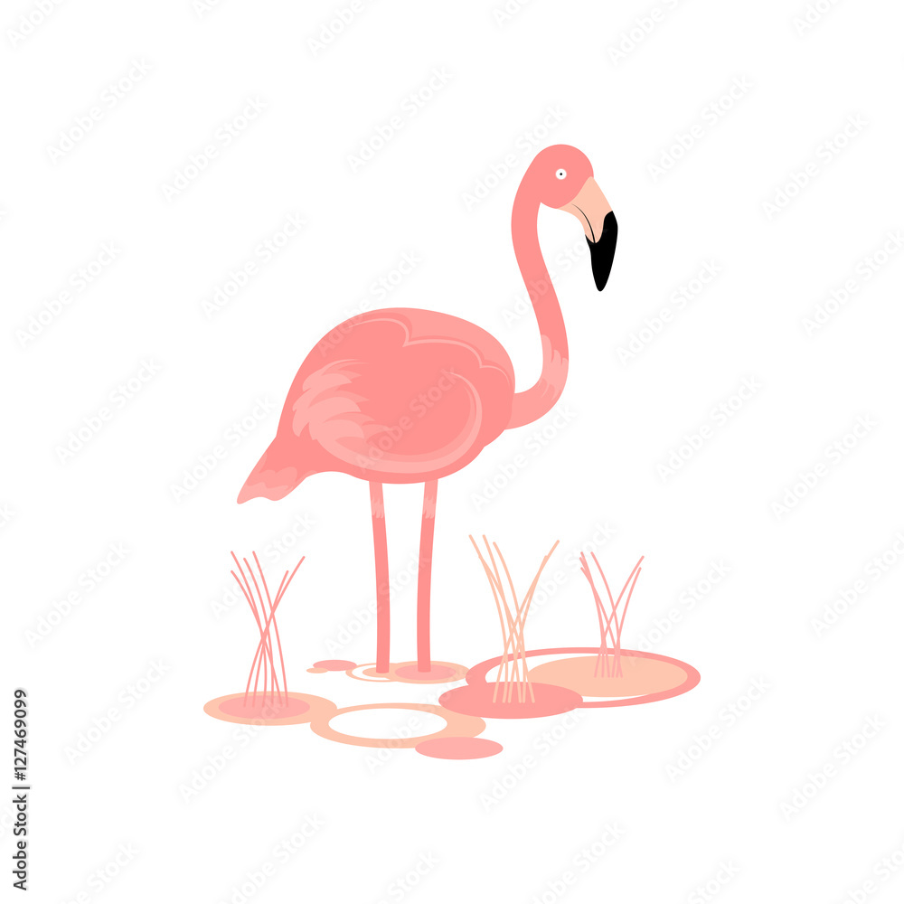 Fototapeta premium Flamingo Bird Vector
