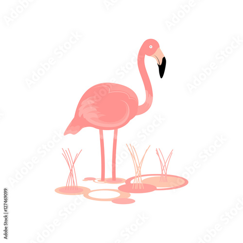 Flamingo Bird Vector