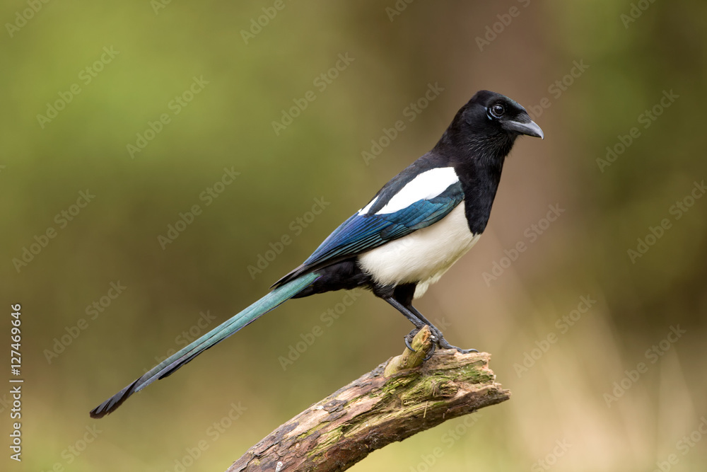 Fototapeta premium Black-billed Magpie