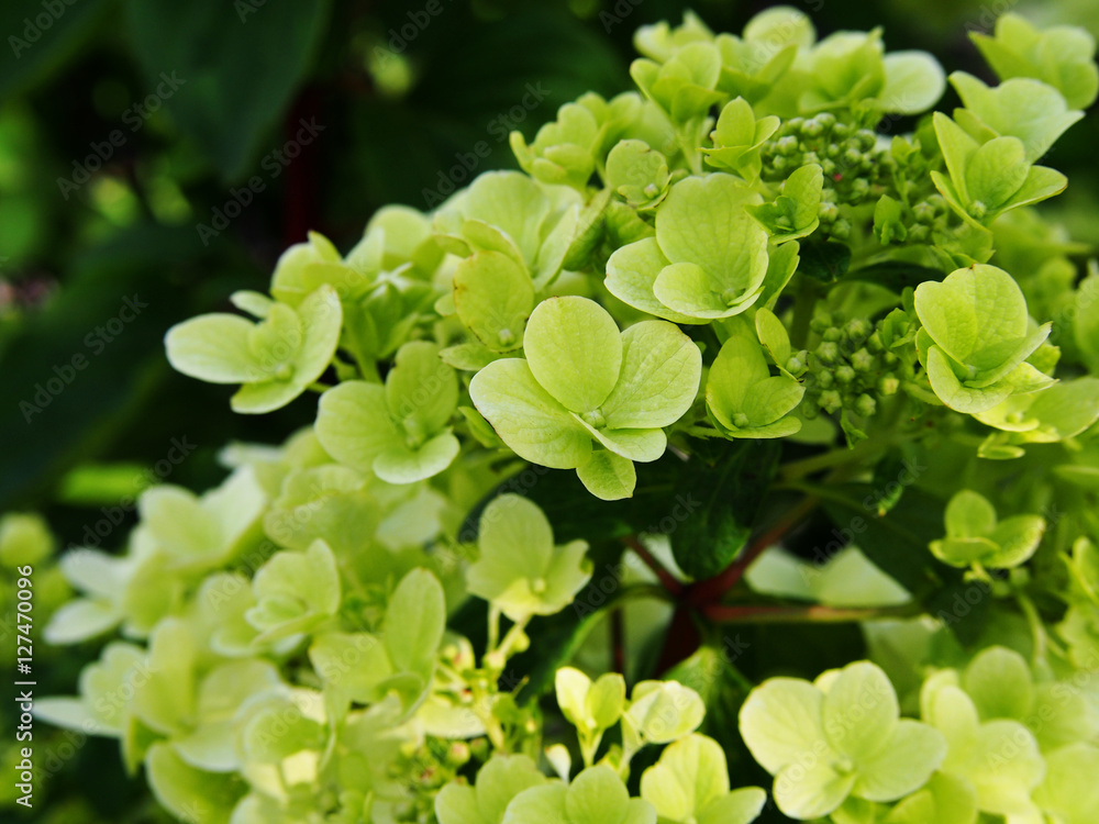 Hydrangea paniculata - panicle hydrangea Hydrangea paniculata - panicle hydrangea