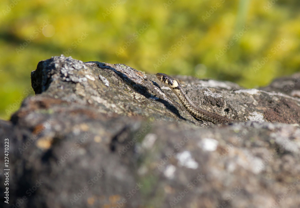 Grass snake (Natrix natrix  lying on a rock by a lake.