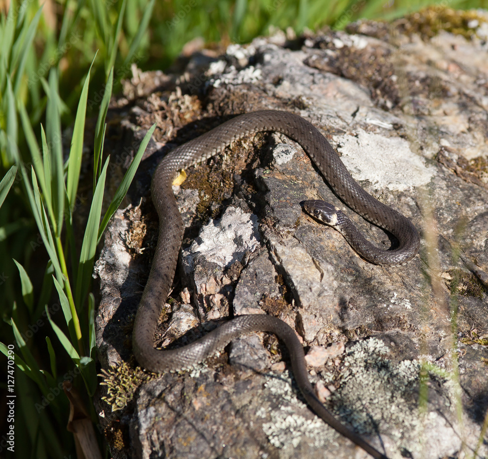 Grass snake (Natrix natrix lying on a rock by a lake. Grass snake (Natrix natrix lying on a rock by a lake.