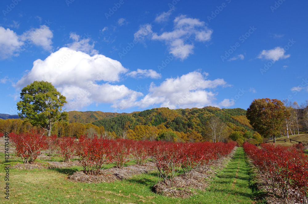 秋の開田高原