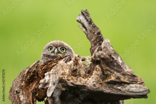 Curious Little Owl