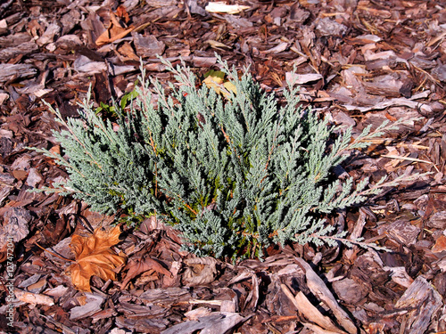 Obraz na płótnie Juniperus horizontalis 'Blue Chip' - creeping juniper 