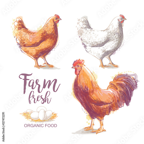 Chicken Vector illustration