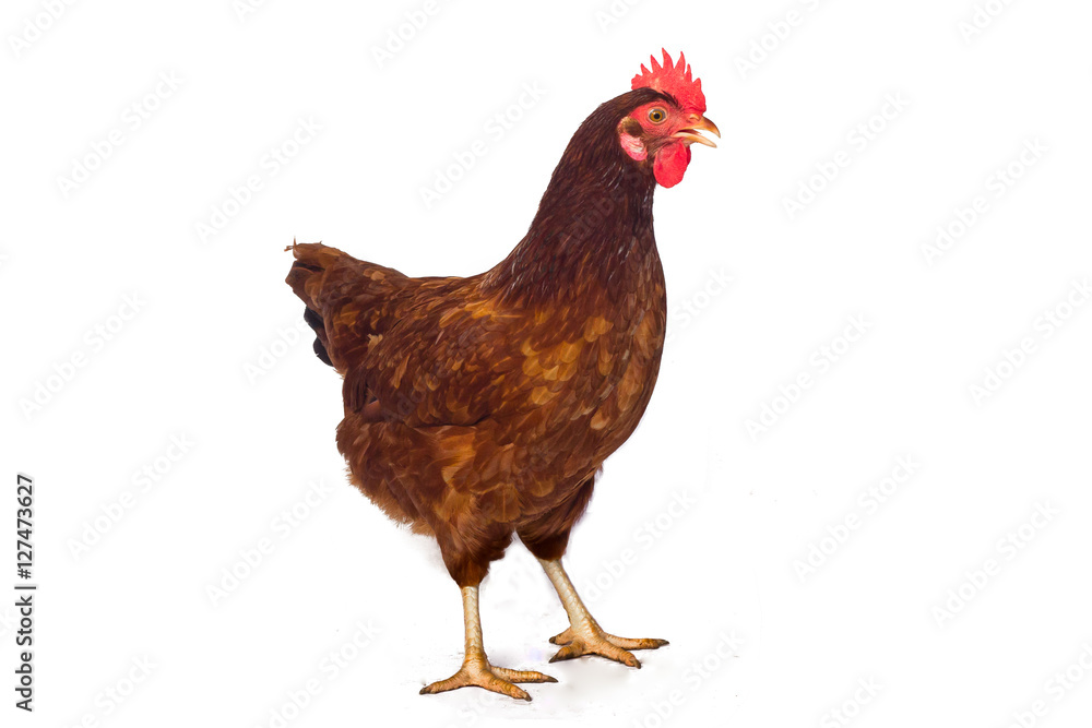 Fototapeta premium Isolated brown hen with egg in the studio