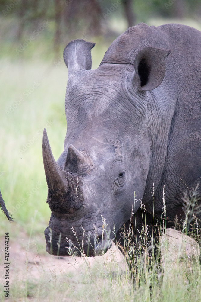 Fototapeta premium Black Rhino