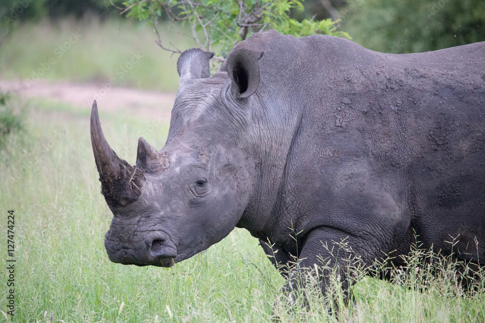 Obraz premium Black Rhino