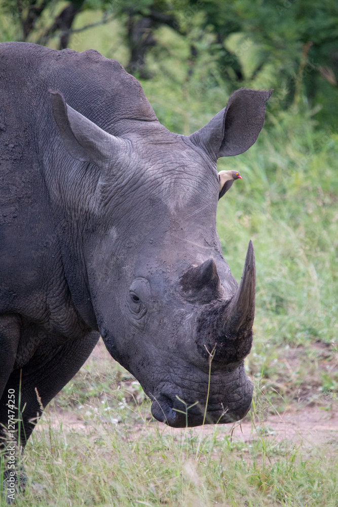 Fototapeta premium Black Rhino