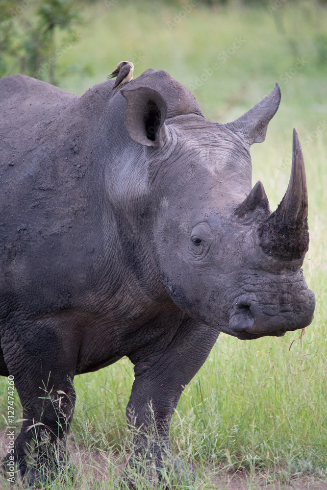 Obraz premium Black Rhino